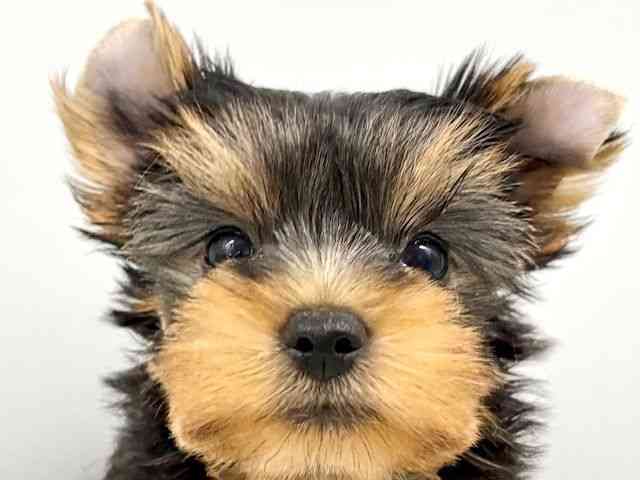 大阪府のヨークシャーテリア (ひごペットフレンドリーイオンタウン豊中庄内店/2025年8月26日生まれ/男の子/スチールブルータン)の子犬の1枚目の画像