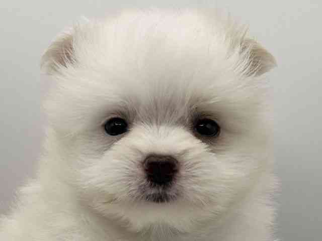 京都府のポメマル/マルポメ(ポメラニアン×マルチーズ) (ひごペットフレンドリーイオンモール高の原店/2025年8月25日生まれ/男の子/ホワイト)の子犬の1枚目の画像