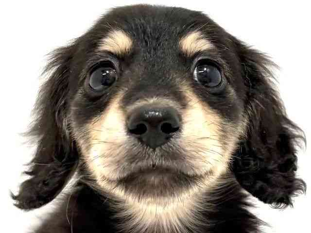 大阪府のミニチュアダックスフンド(ロング) (ひごペットフレンドリーイオン高槻店/2025年8月26日生まれ/男の子/ブラックイエロー)の子犬の1枚目の画像