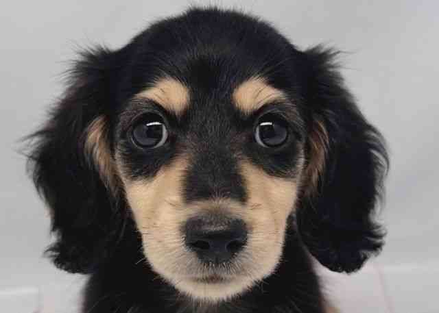 鳥取県のミニチュアダックスフンド(ロング) (ひごペットフレンドリーイオンモール鳥取北店/2025年8月26日生まれ/女の子/ブラックイエロー)の子犬の1枚目の画像