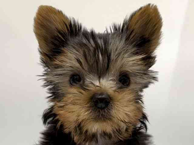 愛知県のヨークシャーテリア (ひごペットフレンドリーヴィアモール アピタ江南西店/2025年8月24日生まれ/男の子/スチールブルータン)の子犬の1枚目の画像