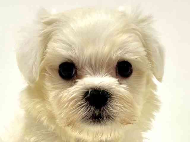 愛知県のマルチーズ (ひごペットフレンドリーイトーヨーカドー知多店/2025年8月26日生まれ/男の子/ホワイト)の子犬の1枚目の画像