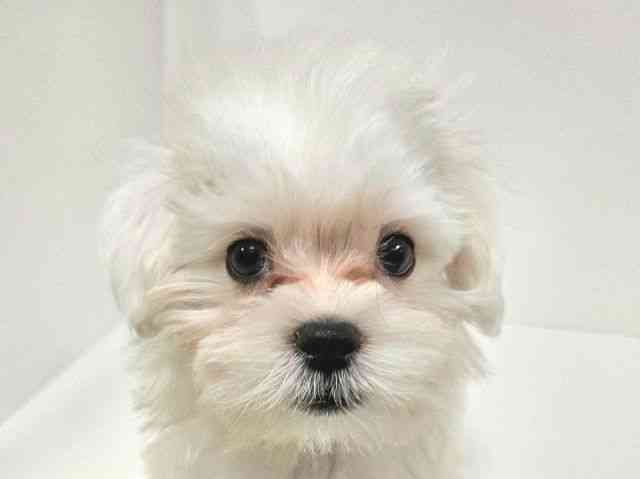 愛知県のマルチーズ (ひごペットフレンドリーイトーヨーカドー知多店/2025年8月26日生まれ/男の子/ホワイト)の子犬の1枚目の画像