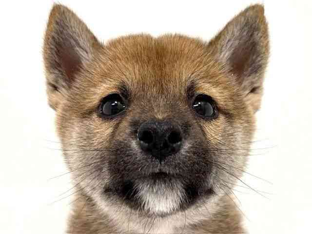 大阪府の柴犬(標準サイズ) (ひごペットフレンドリーイオン高槻店/2025年8月25日生まれ/女の子/赤)の子犬の1枚目の画像