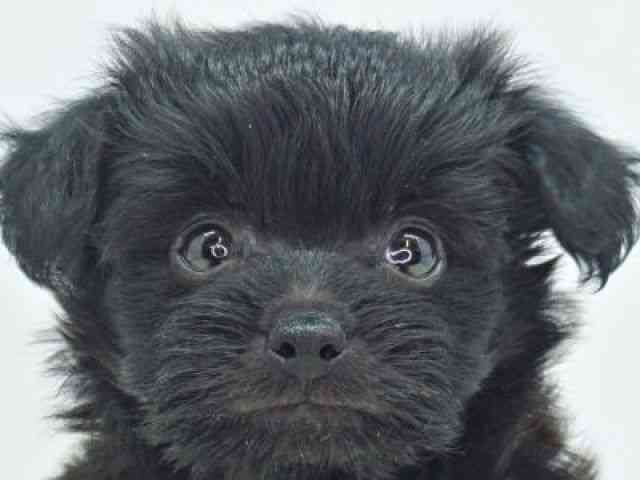 福岡県のポメプー(ポメラニアン×プードル) (ひごペットフレンドリーゆめタウン筑紫野店/2025年8月25日生まれ/女の子/ブラック)の子犬の1枚目の画像