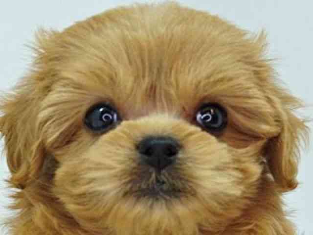 福岡県のペキプー(ペキニーズ×プードル) (ひごペットフレンドリーゆめタウン筑紫野店/2025年8月21日生まれ/女の子/レッド)の子犬の1枚目の画像