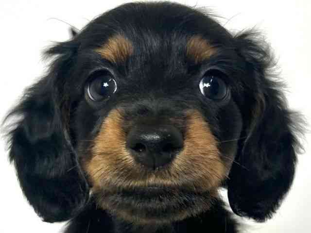 大阪府のミニチュアダックスフンド(ロング) (ひごペットフレンドリーアクロスプラザ住之江店/2025年8月26日生まれ/男の子/ブラックタン)の子犬の1枚目の画像