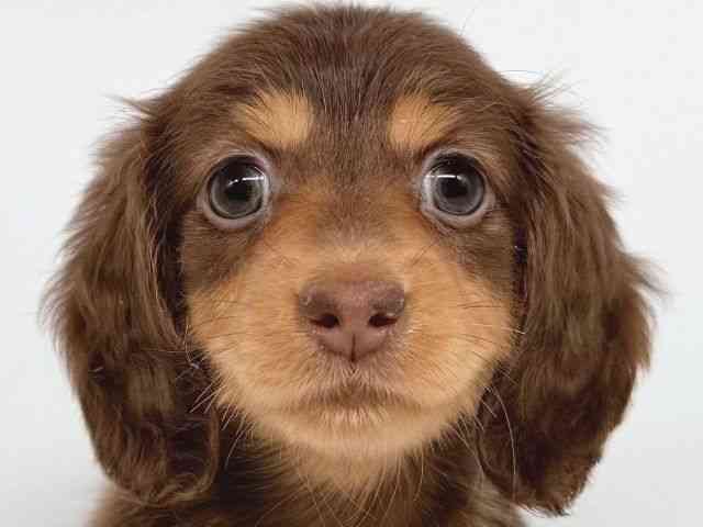 大阪府のミニチュアダックスフンド(ロング) (ひごペットフレンドリー瓜破店/2025年8月26日生まれ/女の子/チョコレートタン)の子犬の1枚目の画像