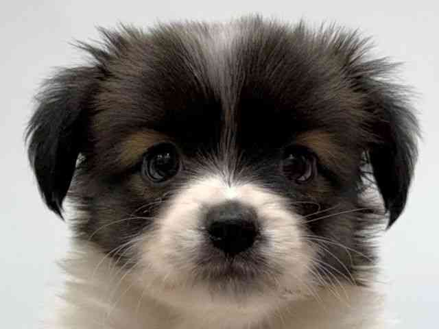 愛知県のパピヨン (ひごペットフレンドリーヴィアモール アピタ江南西店/2025年8月25日生まれ/女の子/ホワイトブラウン)の子犬の1枚目の画像