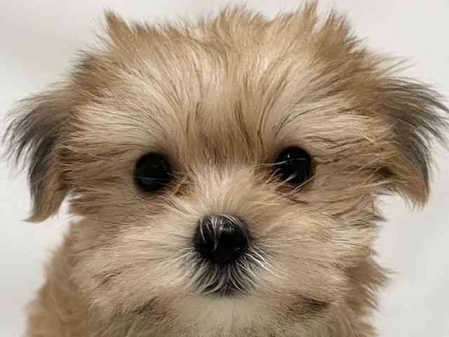 和歌山県のマルキー/マルヨーキー(マルチーズ×ヨークシャーテリア) (ひごペットフレンドリーパームシティ和歌山店/2025年8月22日生まれ/女の子/ブラウン)の子犬の1枚目の画像