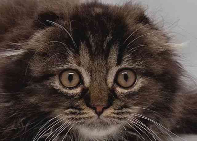 愛知県のスコティッシュフォールド (ひごペットフレンドリープライムツリー赤池店/2025年8月14日生まれ/女の子/ブラウンタビーホワイト)の子猫の1枚目の画像