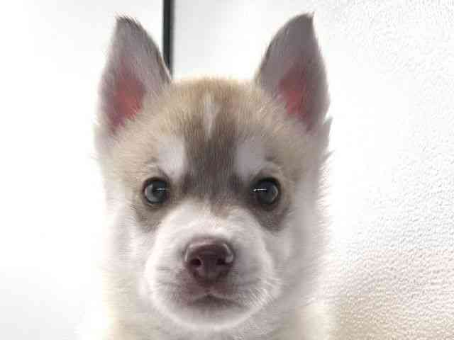 愛知県のシベリアンハスキー (ひごペットフレンドリープライムツリー赤池店/2025年8月26日生まれ/男の子/レッドホワイト)の子犬の1枚目の画像