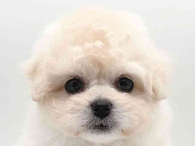 奈良県のハーフ犬・ミックス犬 (ひごペットフレンドリー田原本店/2025年8月24日生まれ/女の子/ホワイト)の子犬の1枚目の画像