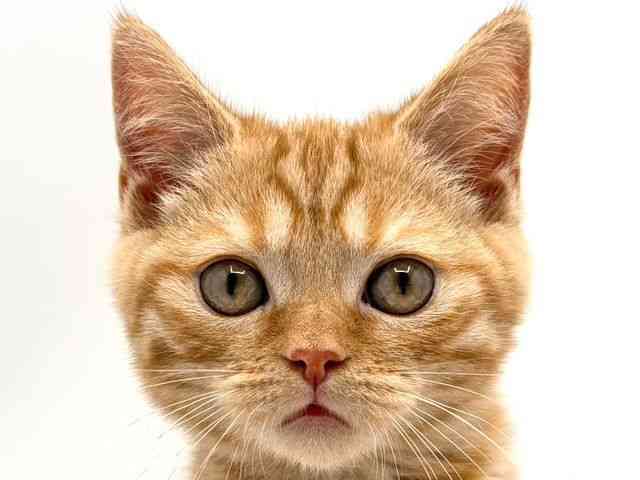 奈良県のスコティッシュフォールド (ひごペットフレンドリー田原本店/2025年8月23日生まれ/男の子/レッドタビー)の子猫の1枚目の画像