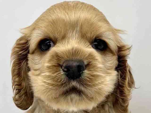 大阪府のアメリカンコッカースパニエル (ひごペットフレンドリーセブンパーク天美店/2025年8月25日生まれ/女の子/バフ)の子犬の1枚目の画像