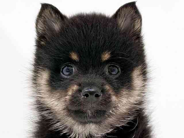 奈良県のポメ柴/豆ポメ/ポメ豆柴(ポメラニアン×柴犬) (ひごペットフレンドリーイオンモール橿原ウエスト・ビレッジ店/2025年8月17日生まれ/女の子/黒)の子犬の1枚目の画像