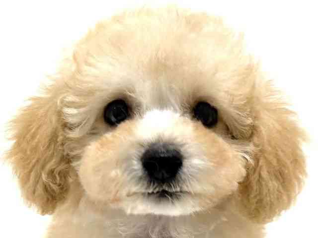 大阪府のハーフ犬・ミックス犬 (ひごペットフレンドリーイオン高槻店/2025年8月23日生まれ/男の子/アプリコット)の子犬の1枚目の画像