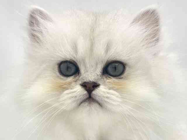兵庫県のペルシャ (ひごペットフレンドリークラウンパーク伊丹店/2025年8月25日生まれ/女の子/チンチラシルバー)の子猫の1枚目の画像