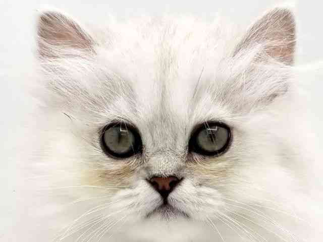 兵庫県のペルシャ (ひごペットフレンドリークラウンパーク伊丹店/2025年8月25日生まれ/女の子/チンチラシルバー)の子猫の1枚目の画像