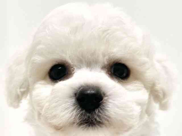 大阪府のビションフリーゼ (ひごペットフレンドリーイオン高槻店/2025年8月24日生まれ/男の子/ホワイト)の子犬の1枚目の画像