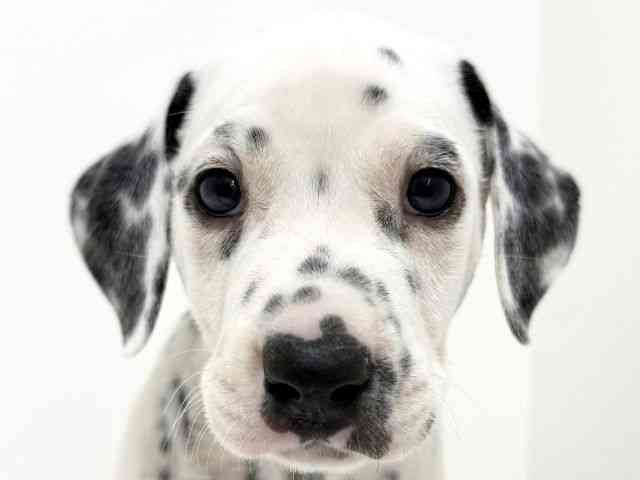 大阪府のダルメシアン (ひごペットフレンドリーくずはモール店/2025年8月24日生まれ/男の子/ブラックホワイト)の子犬の1枚目の画像