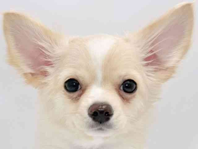 大阪府のパピチー/チワパピ(パピヨン×チワワ) (ひごペットフレンドリーイズミヤショッピングセンター千里丘店/2025年8月24日生まれ/女の子/クリームホワイト)の子犬の1枚目の画像