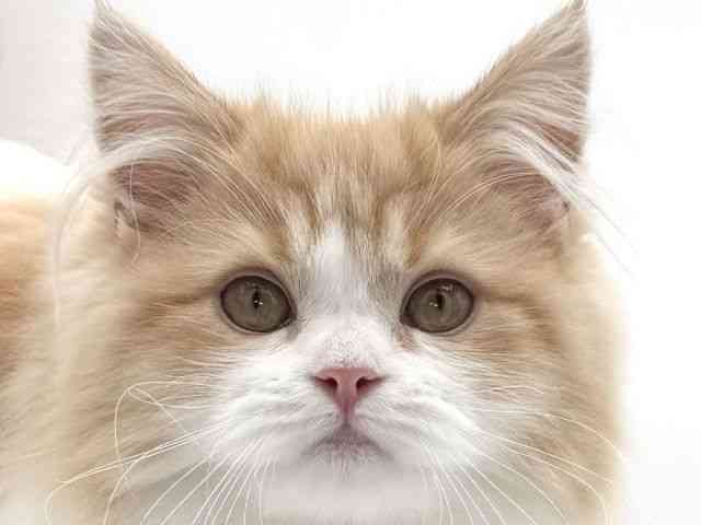 大阪府のサイベリアン (ひごペットフレンドリーイオンそよら海老江店/2025年8月12日生まれ/女の子/レッドホワイト)の子猫の1枚目の画像