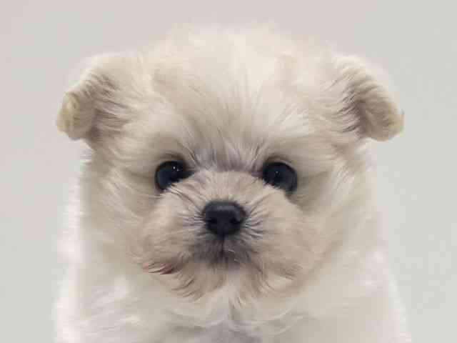 愛知県のポメプー(ポメラニアン×プードル) (ひごペットフレンドリーららぽーと名古屋みなとアクルス店/2025年8月26日生まれ/女の子/ホワイト)の子犬の1枚目の画像