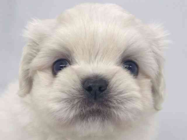 兵庫県のペキマル/マルペキ(ペキニーズ×マルチーズ) (ひごペットフレンドリーイオンタウン加古川店/2025年8月25日生まれ/男の子/ホワイト)の子犬の1枚目の画像