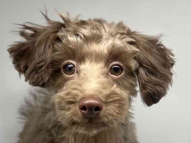 徳島県のトイプードル(トイ) (ひごペットフレンドリーゆめタウン徳島店/2025年8月25日生まれ/男の子/ブラウン)の子犬の1枚目の画像