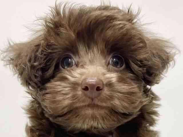 高知県のトイプードル(トイ) (ひごペットフレンドリーイオンモール高知店/2025年8月25日生まれ/男の子/ブラウン)の子犬の1枚目の画像