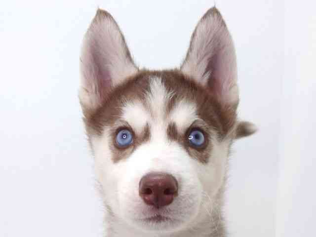 大阪府のシベリアンハスキー (ひごペットフレンドリーいこらもーる泉佐野店/2025年8月28日生まれ/女の子/チョコレートホワイト)の子犬の1枚目の画像