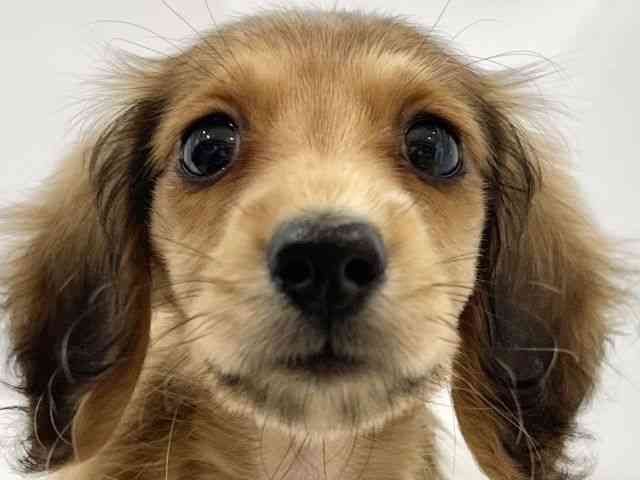 高知県のミニチュアダックスフンド(ロング) (ひごペットフレンドリーイオンモール高知店/2025年8月28日生まれ/男の子/レッド)の子犬の1枚目の画像