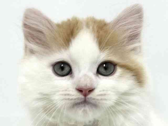 大阪府のマンチカン (ひごペットフレンドリーベルファⅡ都島店/2025年8月21日生まれ/男の子/レッドタビーホワイト)の子猫の1枚目の画像