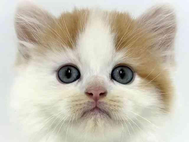 大阪府のマンチカン (ひごペットフレンドリーベルファⅡ都島店/2025年8月21日生まれ/男の子/レッドタビーホワイト)の子猫の1枚目の画像