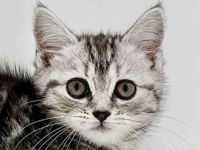 奈良県のスコティッシュフォールド (ひごペットフレンドリーイオンモール橿原ウエスト・ビレッジ店/2025年8月25日生まれ/女の子/シルバーパッチドタビー)の子猫の1枚目の画像