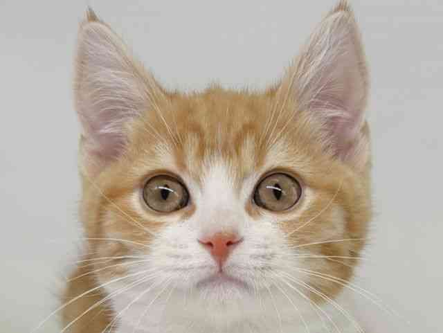 大阪府のスコティッシュフォールド (ひごペットフレンドリー瓜破店/2025年8月25日生まれ/男の子/レッドタビーホワイト)の子猫の1枚目の画像