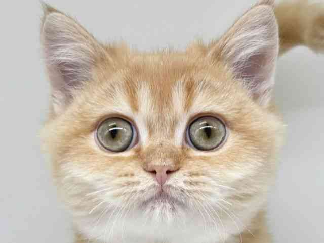 大阪府のブリティッシュショートヘアー (ひごペットフレンドリー瓜破店/2025年8月25日生まれ/男の子/チンチラゴールデン)の子猫の1枚目の画像