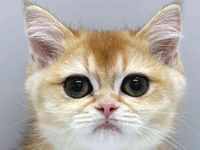 京都府のブリティッシュショートヘアー (ひごペットフレンドリー京都店/2025年8月25日生まれ/男の子/チンチラゴールデン)の子猫の1枚目の画像