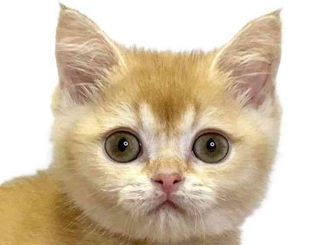 愛媛県のブリティッシュショートヘアー (ひごペットフレンドリーエミフルMASAKI店/2025年8月25日生まれ/男の子/チンチラゴールデン)の子猫の1枚目の画像