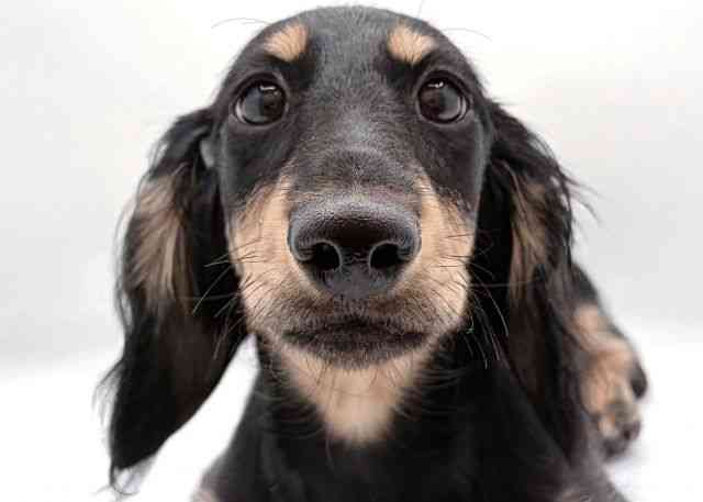 島根県のカニンヘンダックスフンド(ロング) (ひごペットフレンドリーイオン松江ショッピングセンター店/2025年8月27日生まれ/男の子/ブラックイエロー)の子犬の1枚目の画像