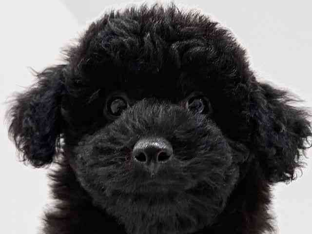 奈良県のトイプードル(トイ) (ひごペットフレンドリーイオンモール橿原ウエスト・ビレッジ店/2025年8月26日生まれ/男の子/ブラック)の子犬の1枚目の画像