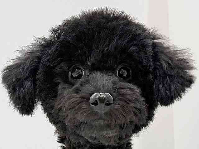 奈良県のトイプードル(トイ) (ひごペットフレンドリーイオンモール橿原ウエスト・ビレッジ店/2025年8月26日生まれ/男の子/ブラック)の子犬の1枚目の画像