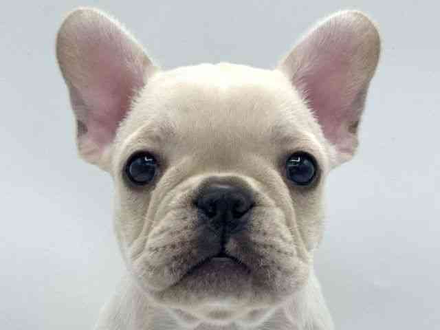 大阪府のフレンチブルドッグ (ひごペットフレンドリーららぽーとEXPOCITY店/2025年8月23日生まれ/女の子/クリーム)の子犬の1枚目の画像