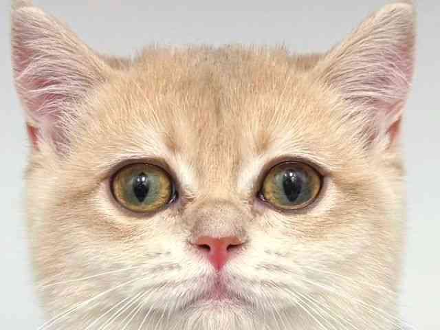 大阪府のブリティッシュショートヘアー (ひごペットフレンドリー岸和田店/2025年8月20日生まれ/女の子/ブルーゴールデンシェーテッド)の子猫の1枚目の画像