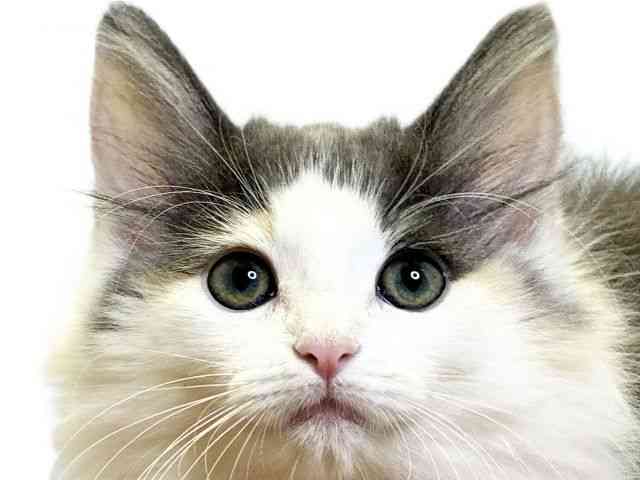 愛媛県のノルウェージャンフォレストキャット (ひごペットフレンドリーエミフルMASAKI店/2025年8月15日生まれ/女の子/ダイリュートキャリコ)の子猫の1枚目の画像