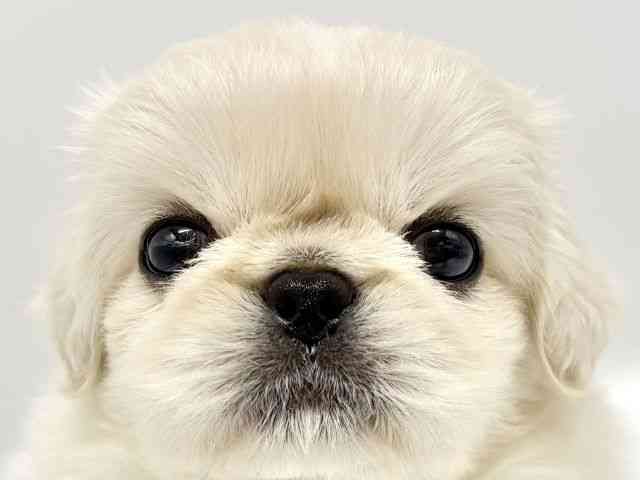 大阪府のペキニーズ (ひごペットフレンドリーイオンタウン豊中庄内店/2025年8月27日生まれ/男の子/ホワイト)の子犬の1枚目の画像