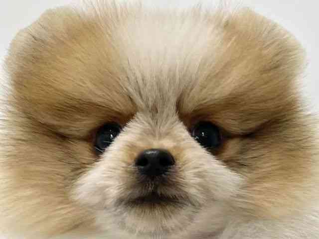 高知県のポメラニアン (ひごペットフレンドリーイオンモール高知店/2025年8月28日生まれ/男の子/オレンジホワイト)の子犬の1枚目の画像