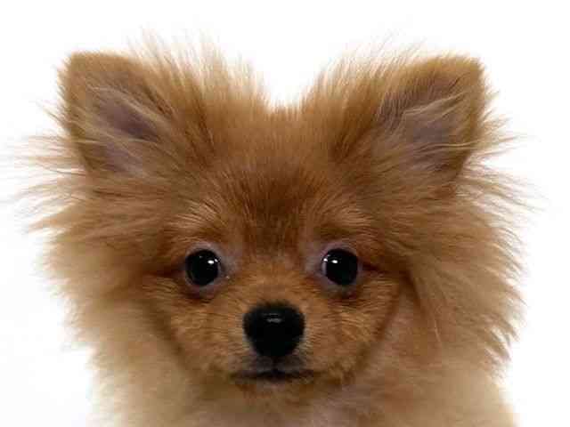 大阪府のポメラニアン (ひごペットフレンドリーアクロスプラザ住之江店/2025年8月28日生まれ/男の子/オレンジ)の子犬の1枚目の画像