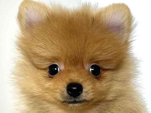 大阪府のポメラニアン (ひごペットフレンドリーアクロスプラザ住之江店/2025年8月28日生まれ/男の子/オレンジ)の子犬の1枚目の画像